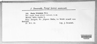 Poria friesiana image